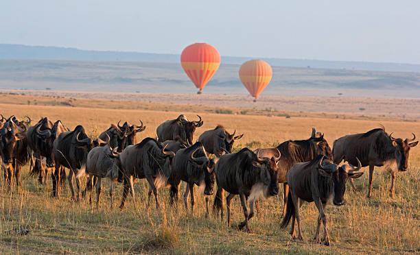 Discover Kenya's Ultimate Wildlife Adventure
