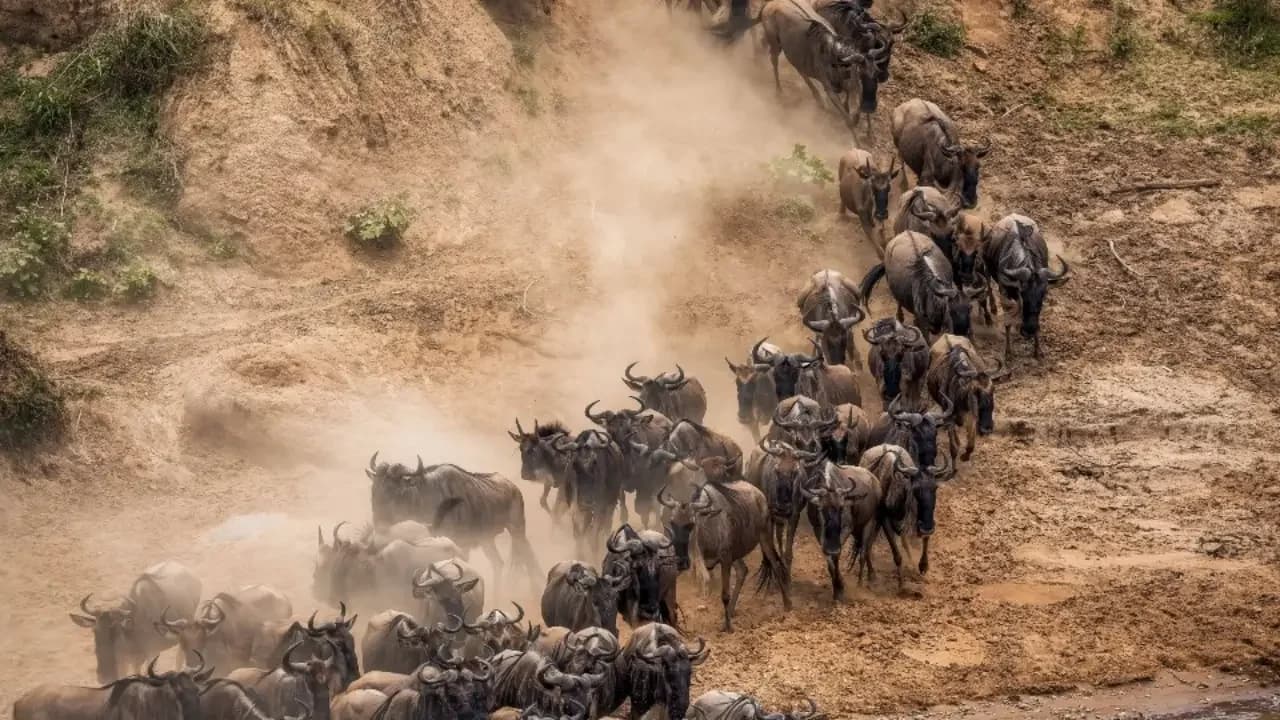 Serengeti: The Great Migration Safari