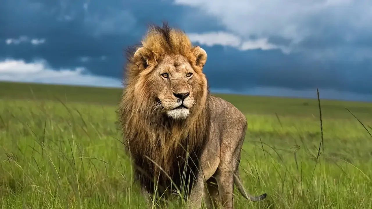 The Wild