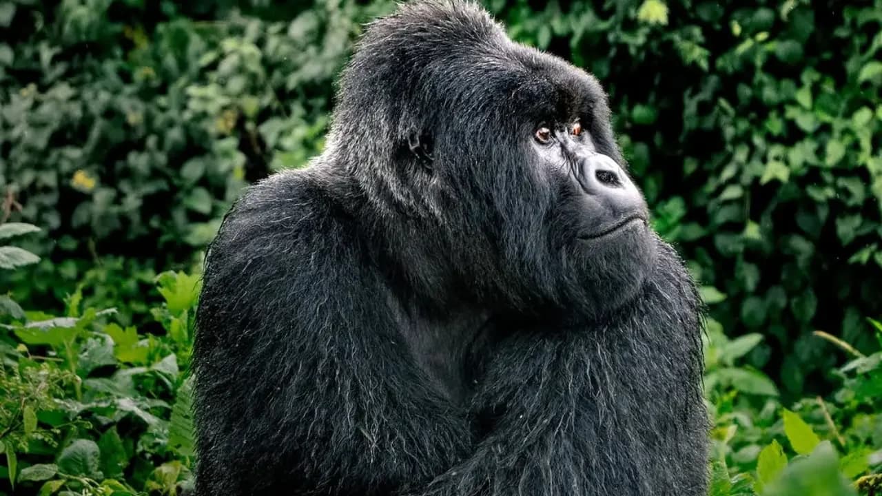 Bwindi: Gorilla Trekking in the Mist