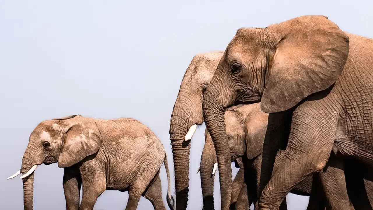 Kenya vs Tanzania Safari