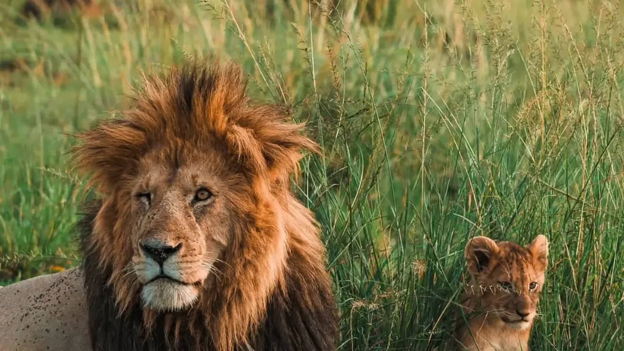 6 Days Maasai Mara, Lake Nakuru & Amboseli Safari