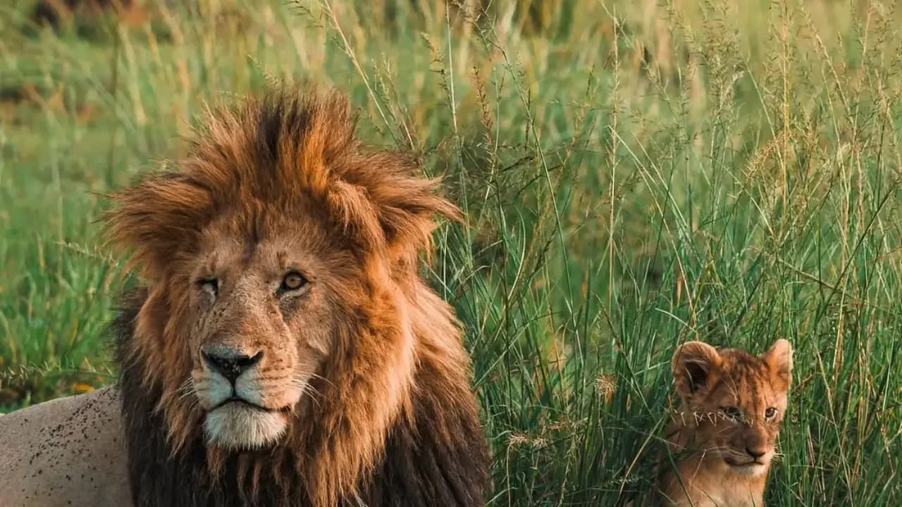 6 Days Maasai Mara, Lake Nakuru & Amboseli Safari