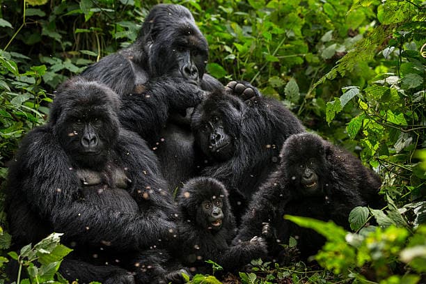 Rwanda Gorilla Trekking Experience