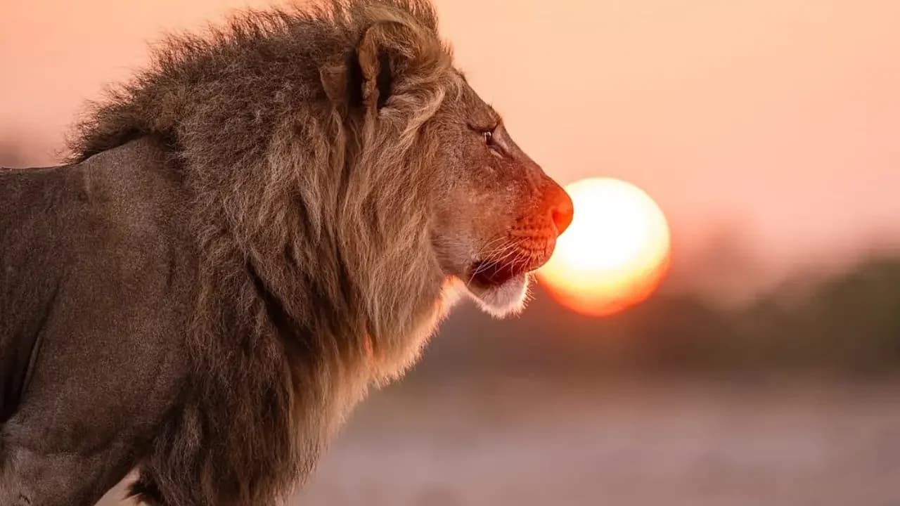 Lions in the African savanna