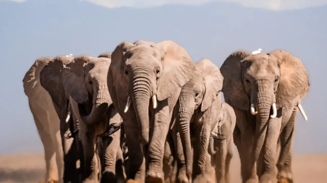 Tanzania safari and travel