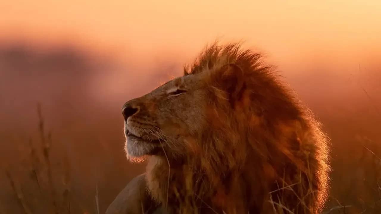 Akagera: Big Five Wildlife Safari