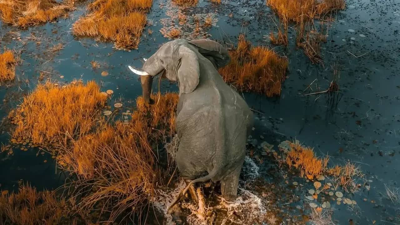 Okavango Delta: Private Mokoro & Wildlife Safari