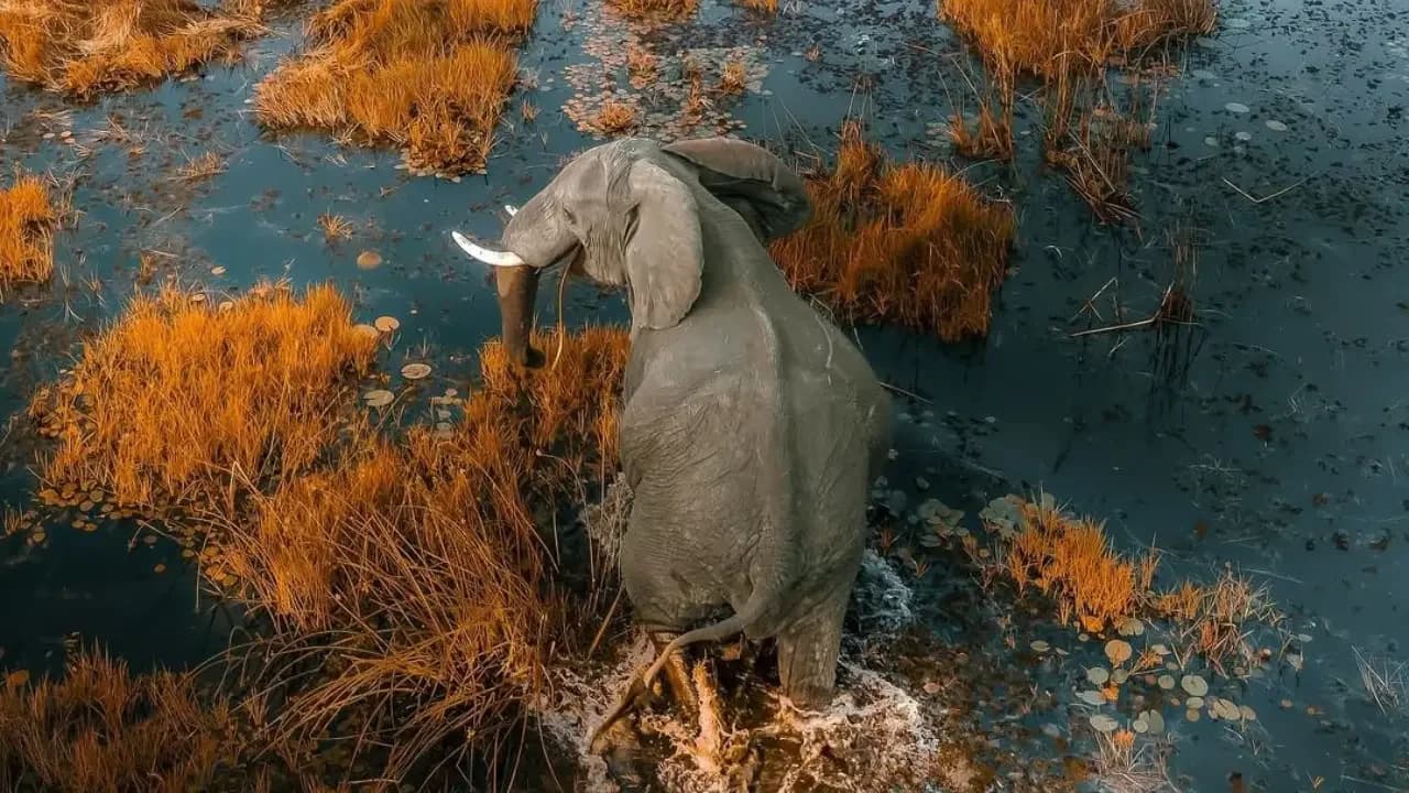 Okavango Delta: Private Mokoro & Wildlife Safari