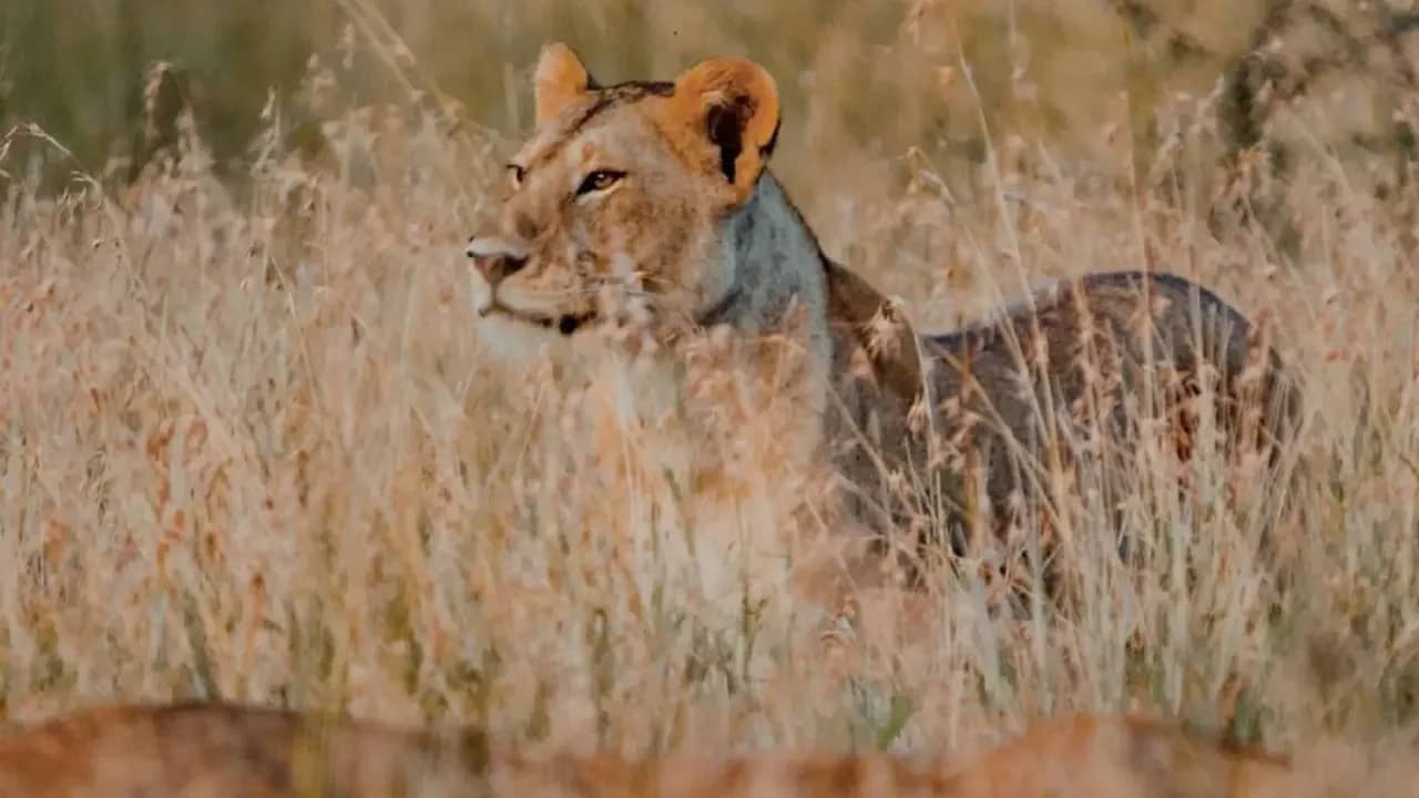 From Zanzibar: Mikumi Safari Day