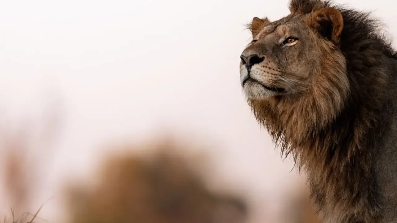 Kenya travel and safari tours
