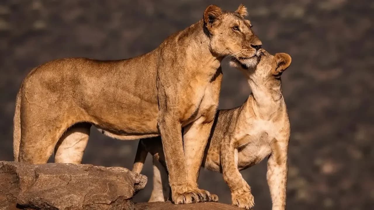 4 Days Maasai Mara & Lake Nakuru Safari