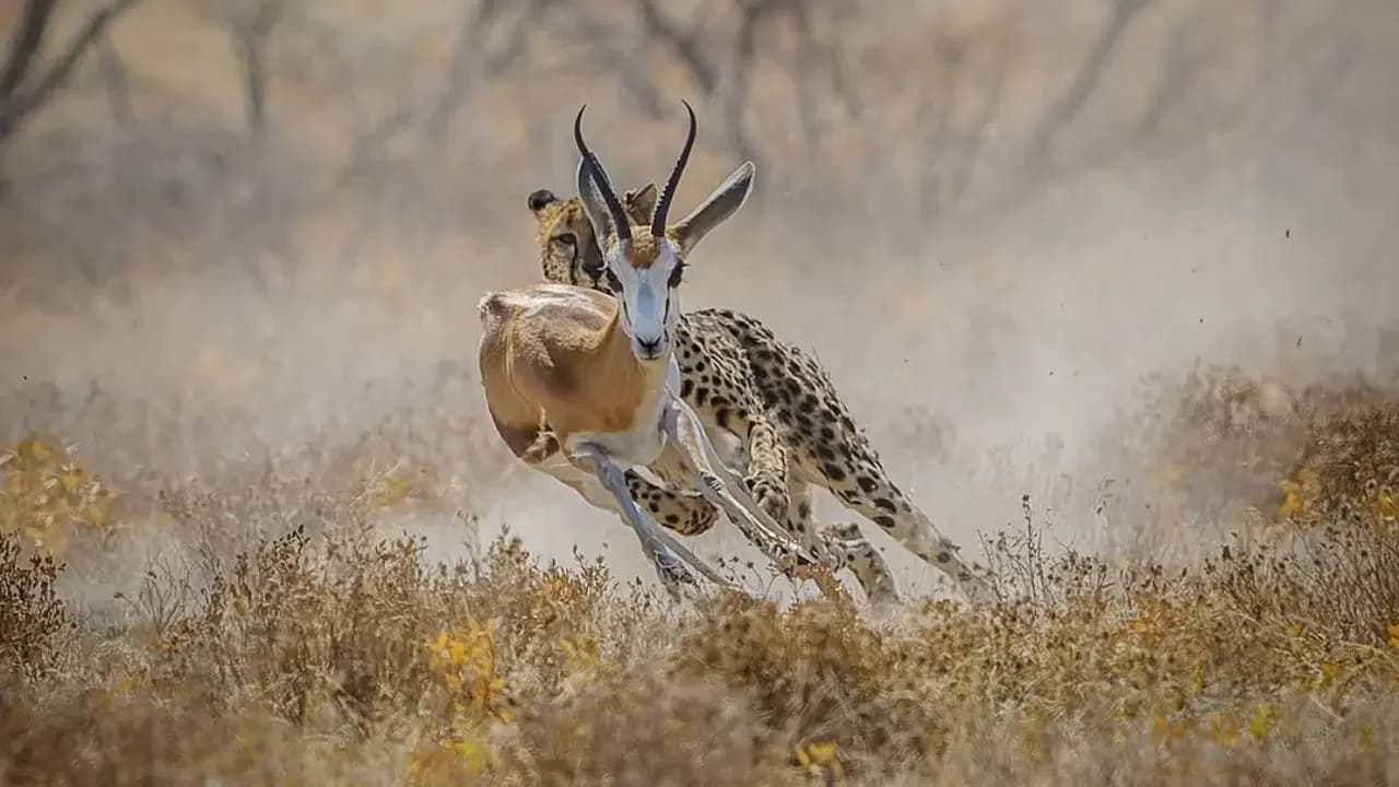 Zimbabwe safari and travel