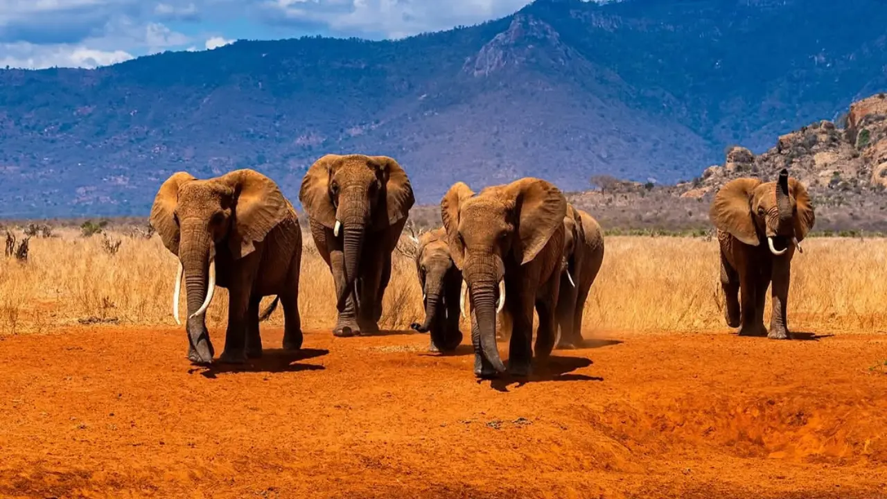 Tsavo East & Red Elephants Expedition